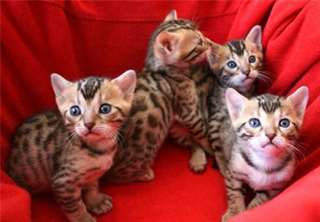 Chatons Bengal affectueux
