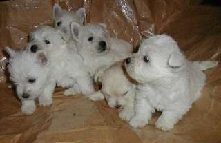 Westie chiots a reserver