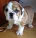 AKC  Bulldog Anglais - photo 1