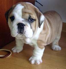 AKC  Bulldog Anglais