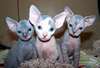 Adorable chaton sphynx male et female - photo 1
