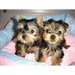 Chiots Yorkshire terrier - photo 1