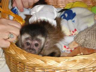 Adoption bebe singe Gisbon.nathalie@outlook.com