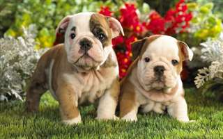 Magnifiques chiots de type bouledogue anglais