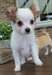 Superbe chihuahua mâle - photo 1