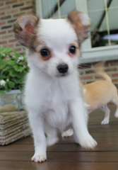 Superbe chihuahua mâle