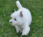 Magnifiques chiots westie - photo 2