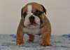 Chiots bouledogue anglais non LOF - photo 1