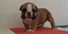 Chiots bouledogue anglais non LOF - photo 2