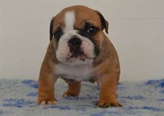 Chiots bouledogue anglais non LOF