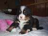 Chiot bouvier bernois mâle - photo 2