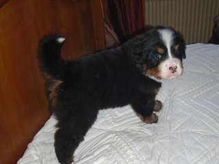 Chiot bouvier bernois mâle