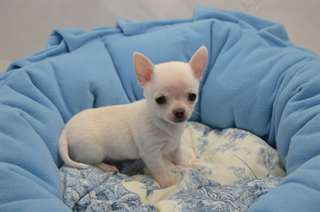Mâle type chihuahua non Lof