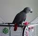 Afrique perroquets gris à vendre avec des cages - photo 2