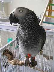 Afrique perroquets gris à vendre avec des cages