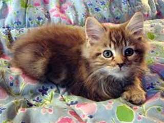 Jolie Chatons main coone