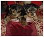 Chiots Yorkshire Terrier - photo 1