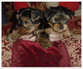 Chiots Yorkshire Terrier