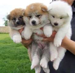 SUPERBES CHIOTS AKITA-INU DISPONIBLE