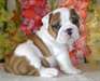 CHIOTS BULLDOG ANGLAIS  DISPONIBLE POUR ADOPTION - photo 1