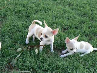 Deux Magnifiques chiots type chihuahua à donner