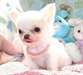 Chiot chihuahua male de couleur creme - photo 1