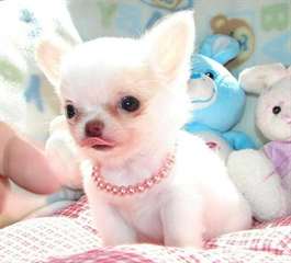 Chiot chihuahua male de couleur creme