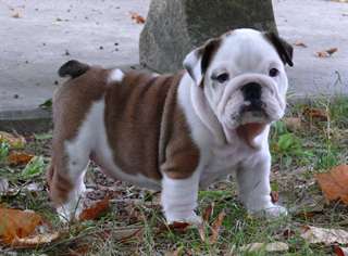 Chiots Bouledogue anglais male et femelle