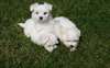 Magnifiques chiots Bichons Maltais - photo 2