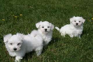Magnifiques chiots Bichons Maltais
