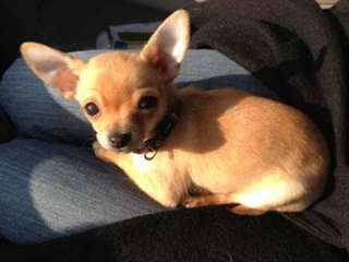 Magnifique femelle chihuahua poils court
