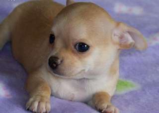 adorables chiots chihuahua au prix de rien