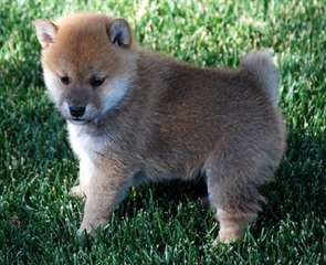 BEAUX CHIOTS SHIBA-INU DISPONIBLE POUR ADOPTION