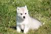 Superbes chiots Husky de Sibérie - photo 2