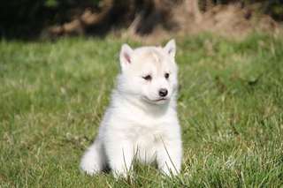 Superbes chiots Husky de Sibérie
