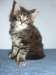Magnifiques chatons Maine Coon - photo 2