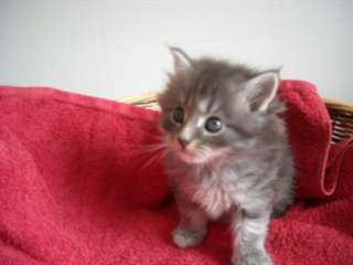 Magnifiques chatons Maine Coon