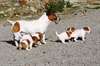 Chiots JACK RUSSELL non LOF - photo 2