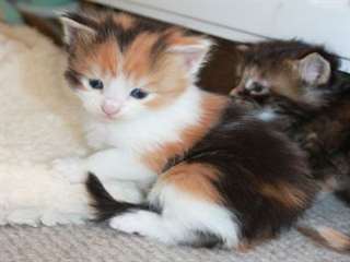 Maine Coon ont chatons disponibles...(803) 497-932