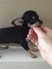 Magnifique chiot chihuahua mâle à donner