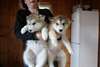 Superbes chiots malamute de l'alaska - photo 2