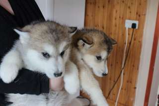Superbes chiots malamute de l'alaska