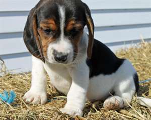 Magnifiques femelle beagle