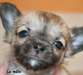 Urgent Recherchons une  famille pour adoption - photo 1