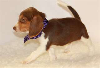 Chiots Jack-russel 1 femelle et 1 male
