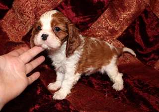 Adorables chiots cavalier king charles