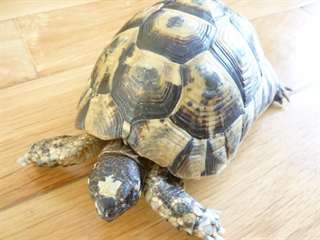 Adoption bebe Torture de terre