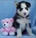 Deux Huskies sibériens pour Rehoming - photo 2