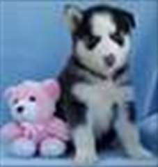 Deux Huskies sibériens pour Rehoming