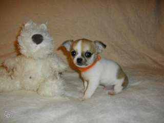 Donne Adorable chiot type chihuahua